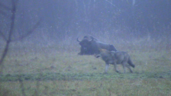 Loup Alpha et Bison d'Europe  Pologne Bialowieza  novembre 2009