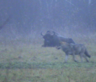 Loup Alpha et Bison d'Europe  Pologne Bialowieza  novembre 2009