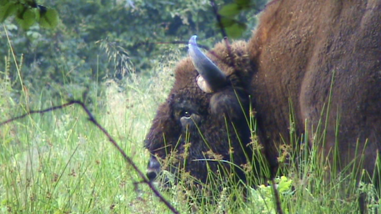 Bison d'Europe à 15 mètres Bialowieza juillet 2009 Pologne