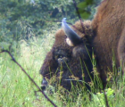Bison d'Europe à 15 mètres Bialowieza juillet 2009 Pologne