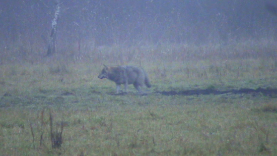 Un loup (Canis lupus) errant dans la brume du petit matin