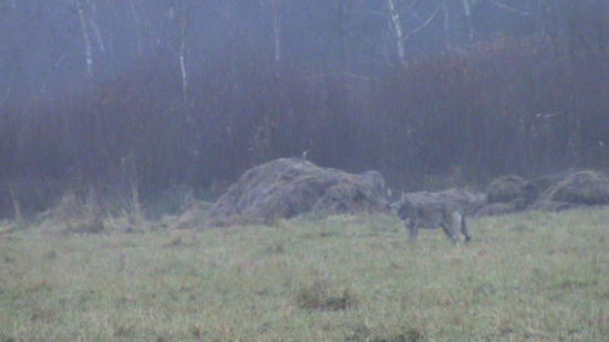 Un loup (Canis lupus) 