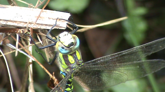 L'Anax empereur (Anax imperator) 