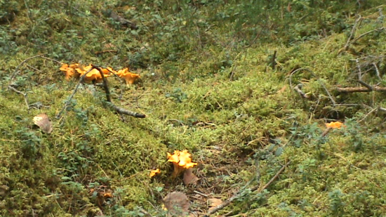  La chanterelle (Cantharellus cibarius) ou girolle aux dejeuner