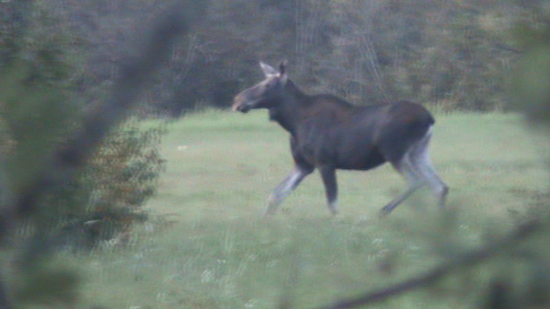 Elan (Alces alces) septembre 2008 à Soomaa