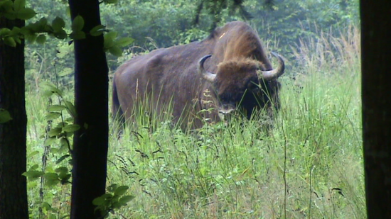 Bison (Bison bonasus) taureau