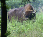 Bison (Bison bonasus) taureau