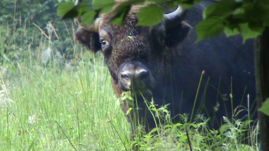 Jeune bison (Bison bonasus) taureau