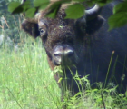 Jeune bison (Bison bonasus) taureau