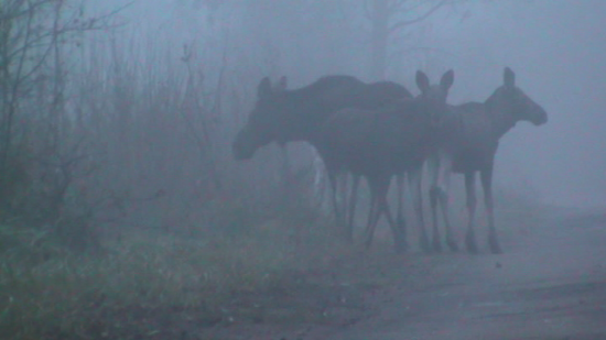 Femelle élan (Alces alces) et ses deux jumeaux