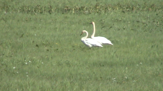 Couple de cygnes chanteurs ( Cygnus cygnus ) 