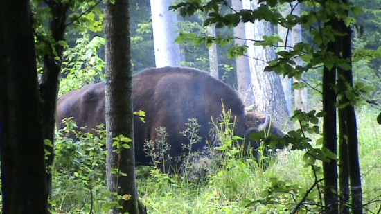 Bison (Bison bonasus), grand mâle