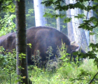 Bison (Bison bonasus), grand mâle