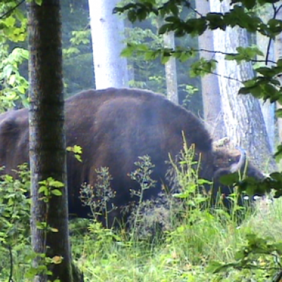 LA FORÊT DE BIALOWIEZA  À TRAVERS LES SAISONS, POLOGNE