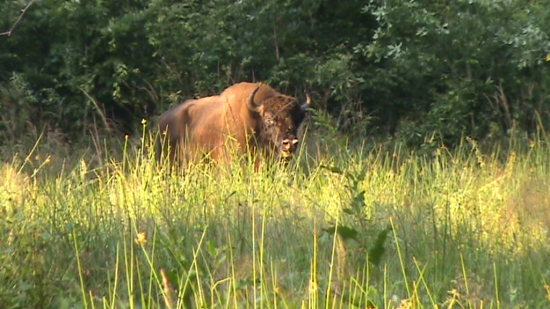 Jeune bison (Bison bonasus) mâle  juillet 2009