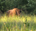 Jeune bison (Bison bonasus) mâle  juillet 2009