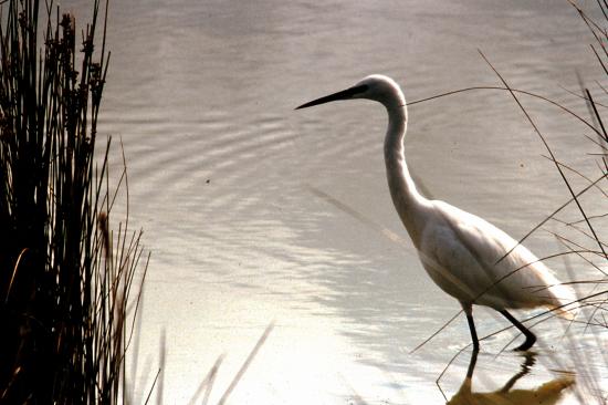 Grande aigrette ( Ardea alba )