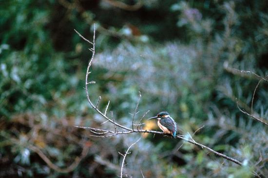 Martin-pêcheur d'Europe ( Alcedo atthis )