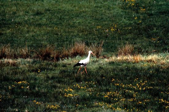 Cigogne blanche (Ciconia ciconia)