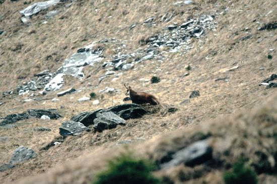 Chamois (Rupicapra rupicapra)