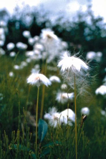 Le coton arctique ou linaigrette : eriophorum sp