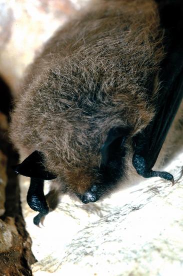 Chiroptères (Chiroptera), communément appelés chauves-souris