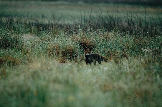 Renard (Vulpes vulpes) à la chasse Soomaa 2009