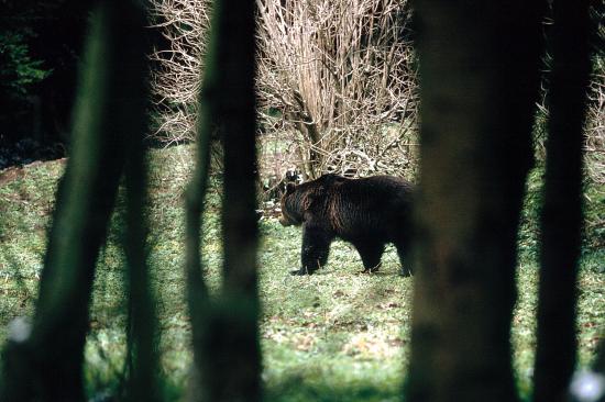 Ours brun (Ursus arctos) grand mâle, affût de Ceausescu