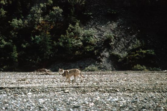 Un loup gris (Canis lupus)