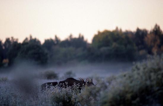 Elan (Alces alces) mâle au brâme septembre 2005 Soomaa