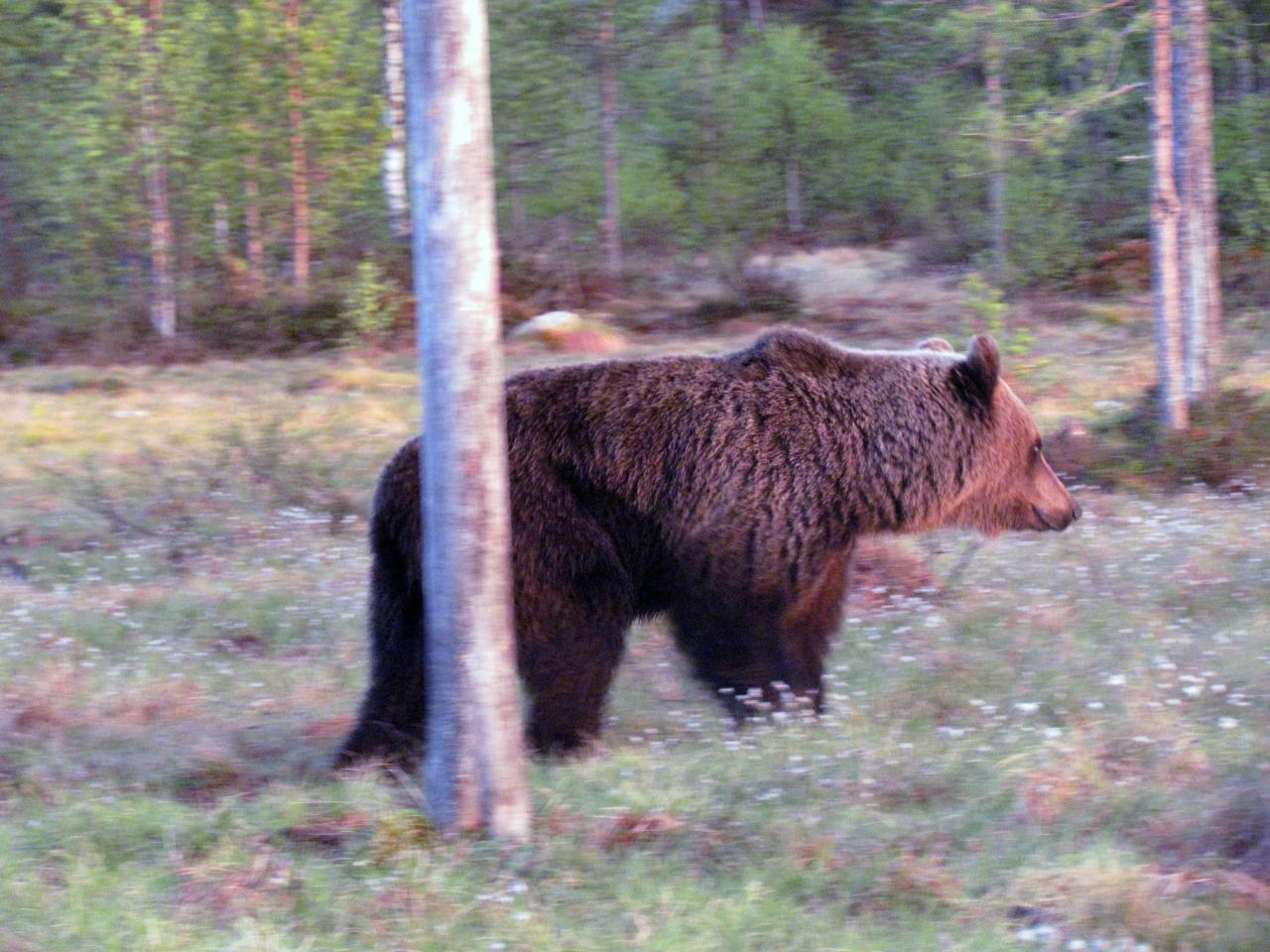 Ours mâle