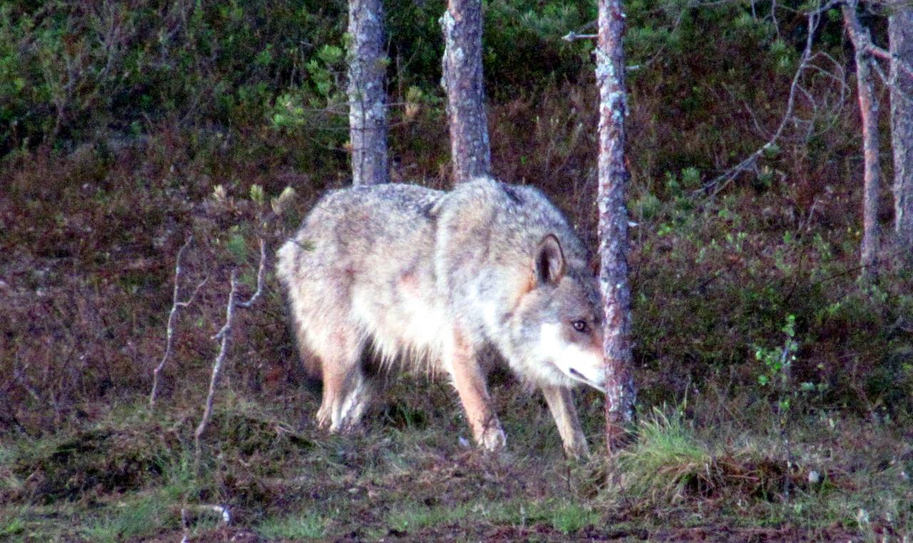 A l'affût aux loups : Loup alpha dans le no man's land 
