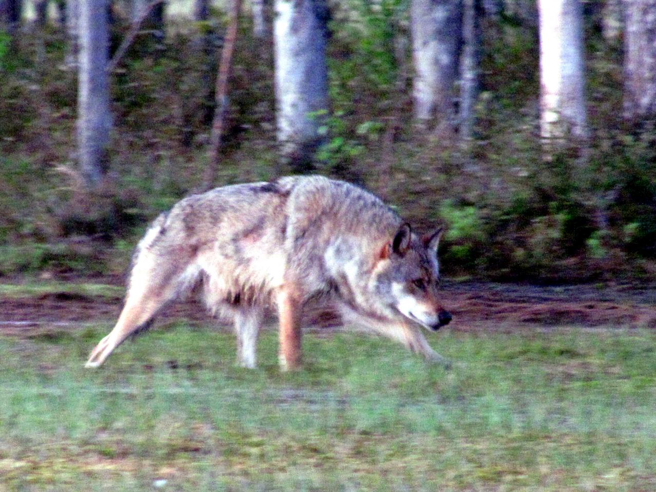 A l'affût aux loups : Loup alpha dans le no man's land 