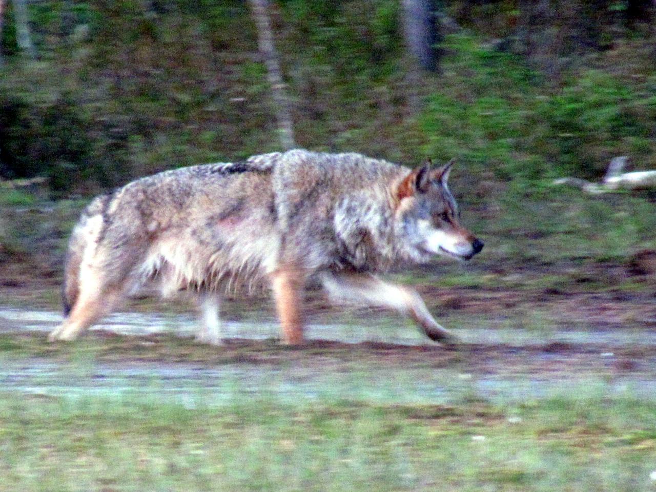 A l'affût aux loups : Loup alpha dans le no man's land 