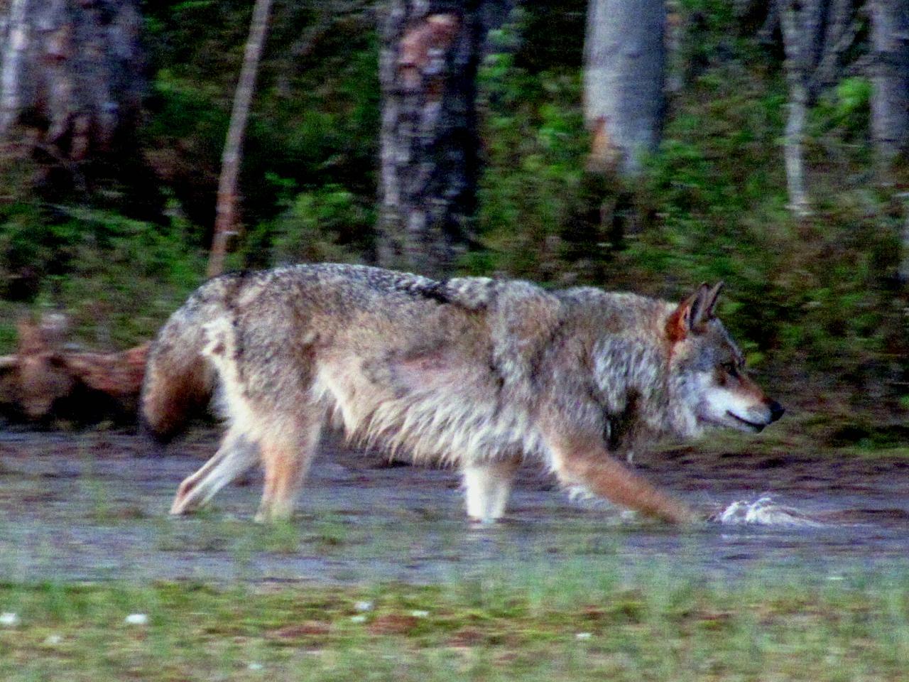 A l'affût aux loups : Loup alpha dans le no man's land 