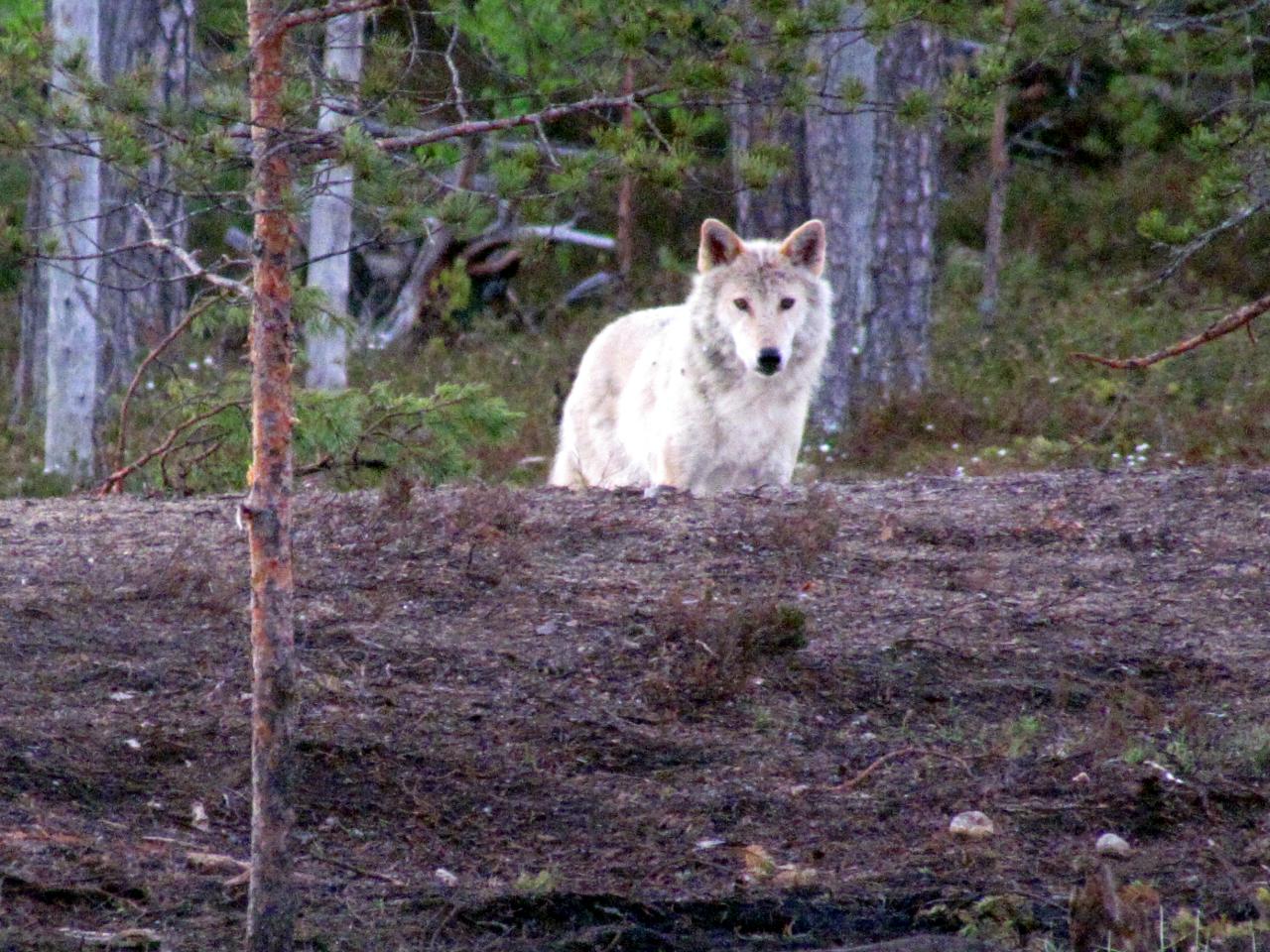 A l'affût aux loups : Louve alpha dans le no man's land 
