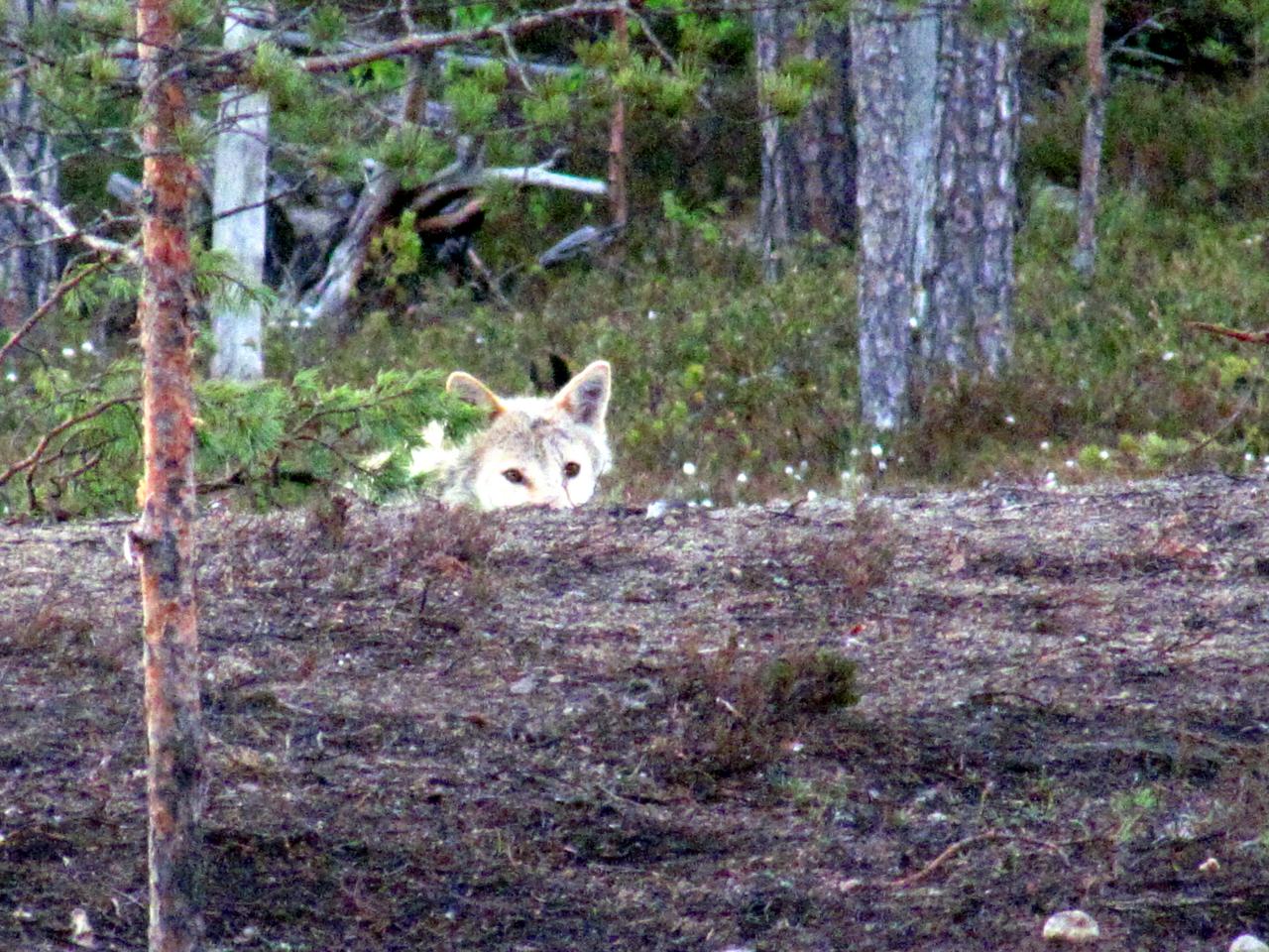 A l'affût aux loups : Louve alpha dans le no man's land 