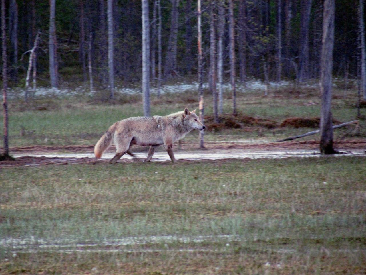 A l'affût aux loups : Louve alpha dans le no man's land 