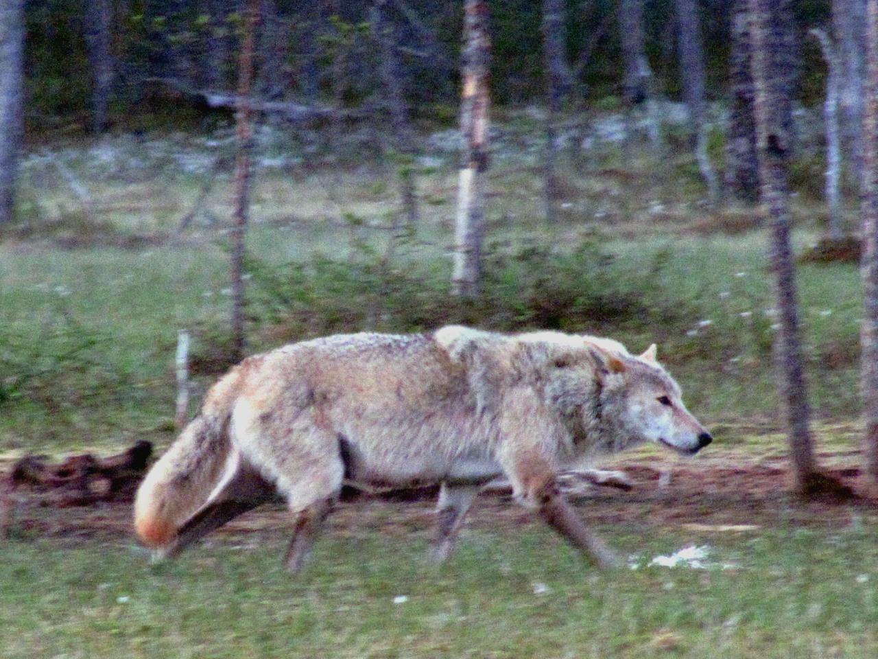 A l'affût aux loups : Louve alpha dans le no man's land 