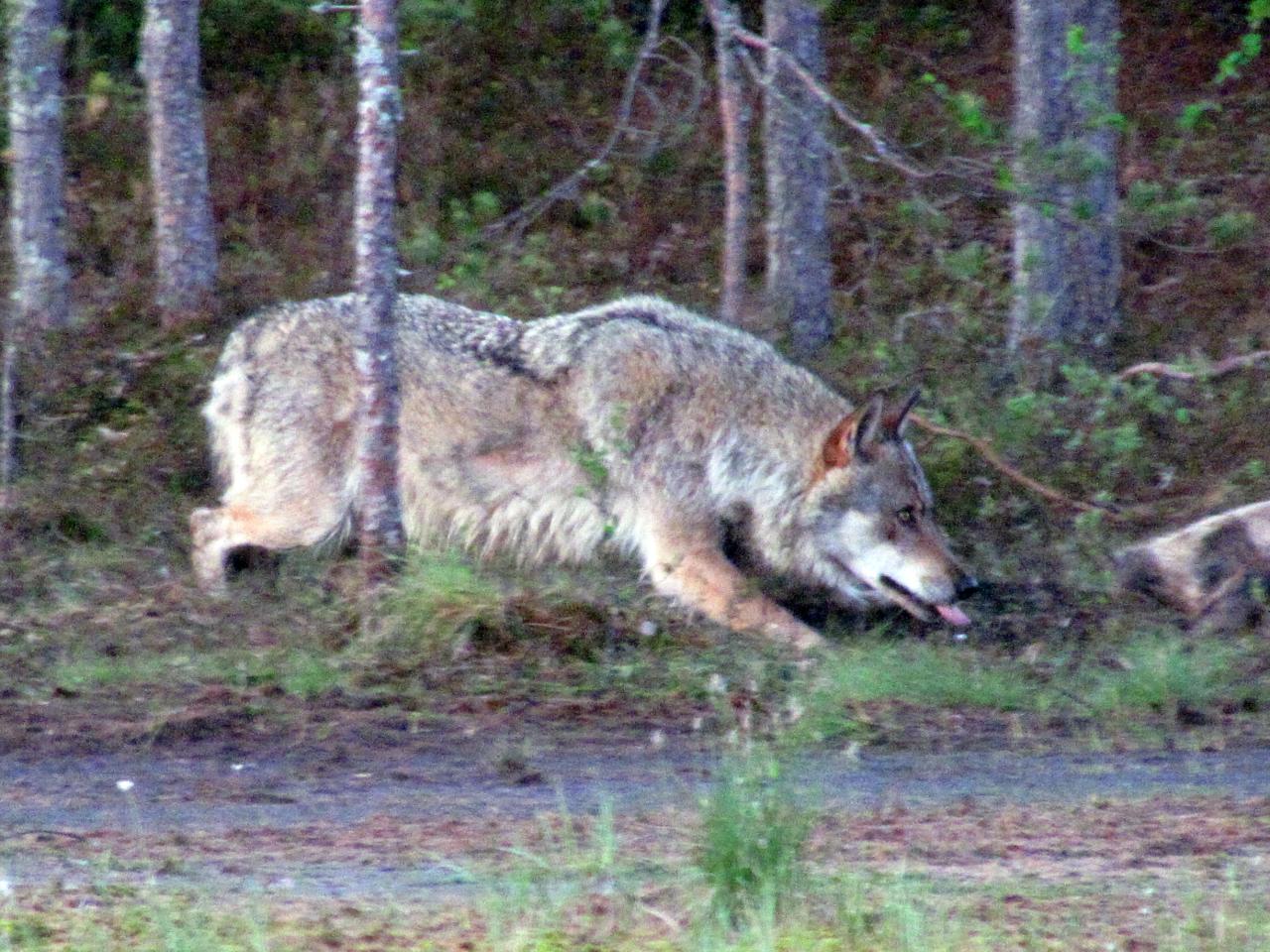 A l'affût aux loups : Loup alpha dans le no man's land 