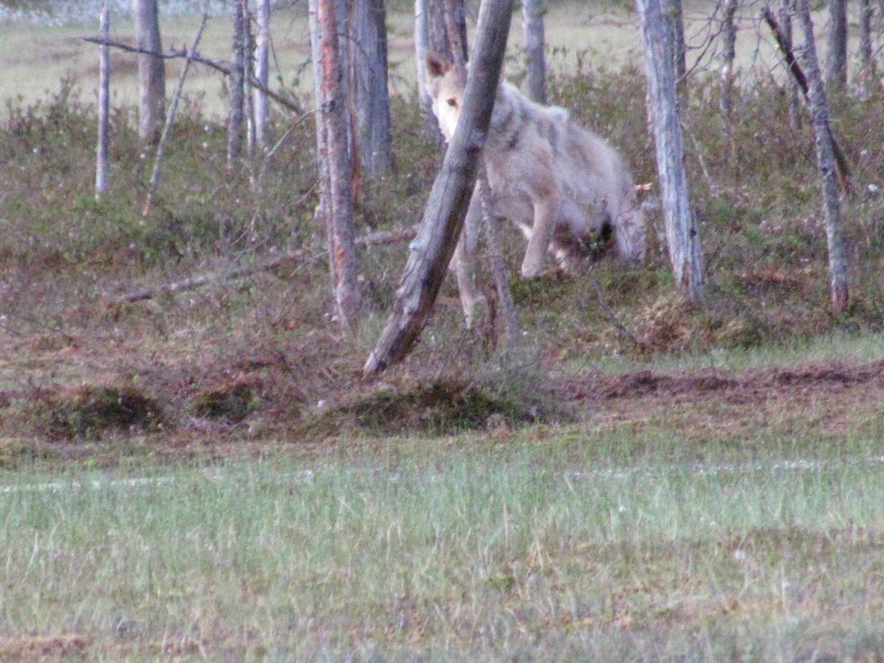 A l'affût aux loups : Louve alpha dans le no man's land 