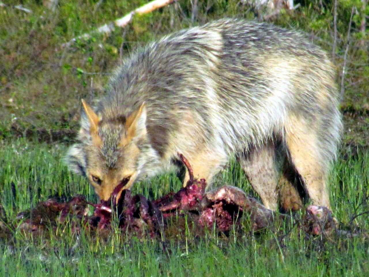 A l'affût aux loups dans le no man's land 