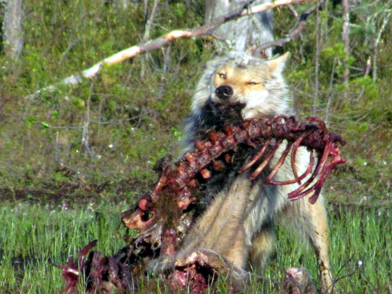 A l'affût aux loups dans le no man's land 