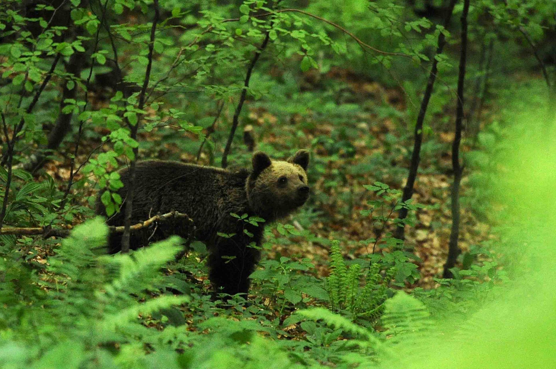Été Slovénie La montagne aux ours du 20 au 28/06/2020 - Privé