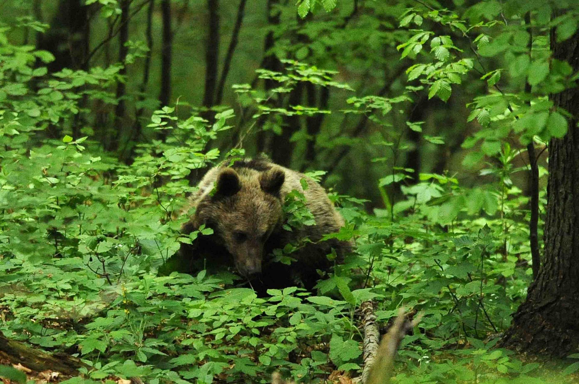 Printemps Slovénie La montagne aux ours du 17 au 25/04/2021 - 5 places disponibles