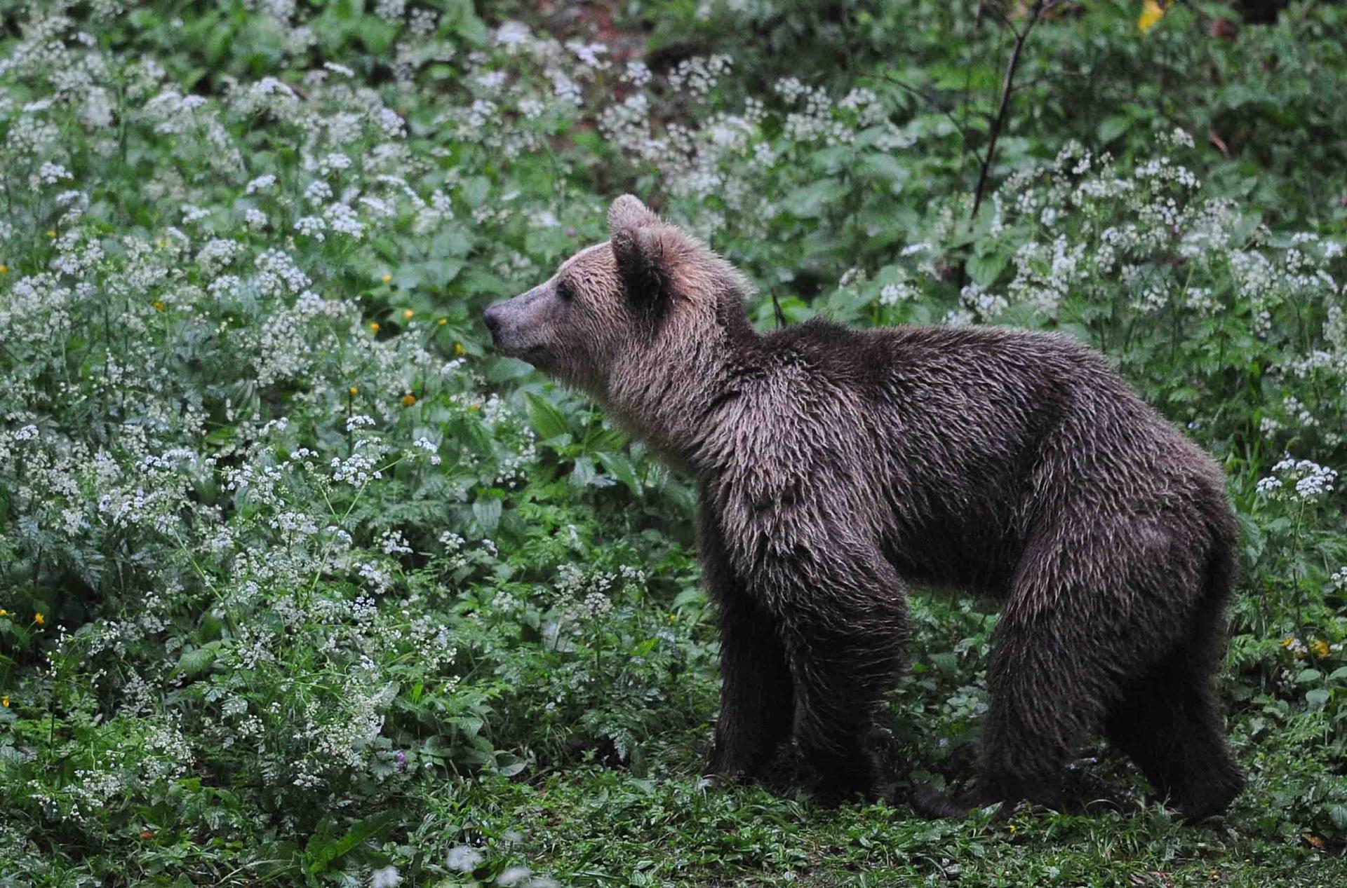 Eté Slovénie La montagne aux ours du 20 au 28 juin 2017