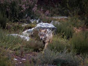 Espagne à l'affut du loup ibérique hiver
