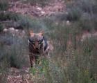Hiver Espagne à l'affut du loup ibérique à la demande