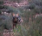 Hiver Espagne à l'affut du loup ibérique à la demande
