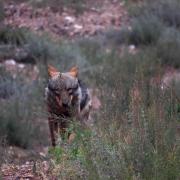 Hiver Espagne à l'affut du loup ibérique à la demande